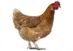 chicken3