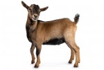 goat3